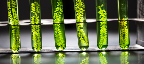 Biofuels, carbon sequestering and zero emissions all a part of our biotech future