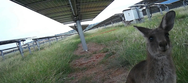 Kangaroo solar farm