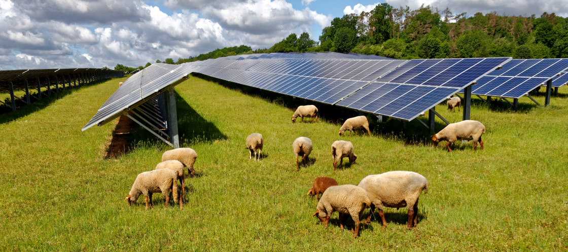 Solar farm animal sheep