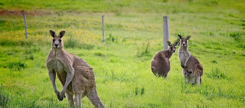 Australia beats 2020 greenhouse gas target by 459 million tonnes