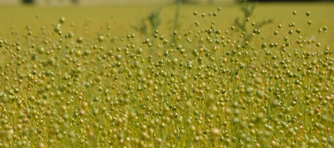 Bioenergy Australia need your help to catalogue early-stage bioenergy projects