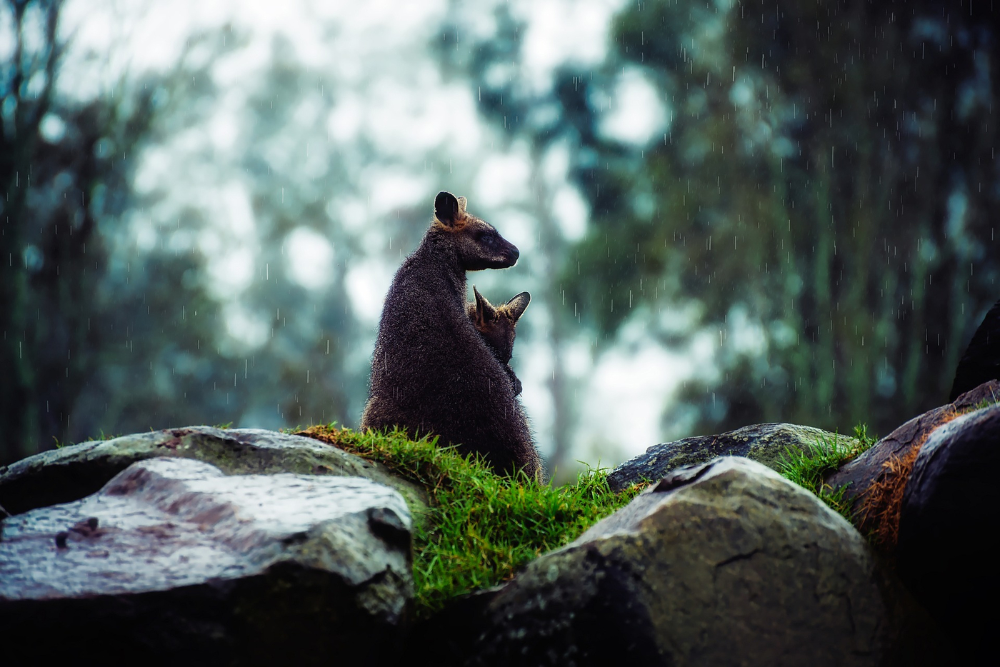 Wallaby bush