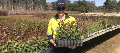 Planting biomass crops for bioenergy at Tamworth