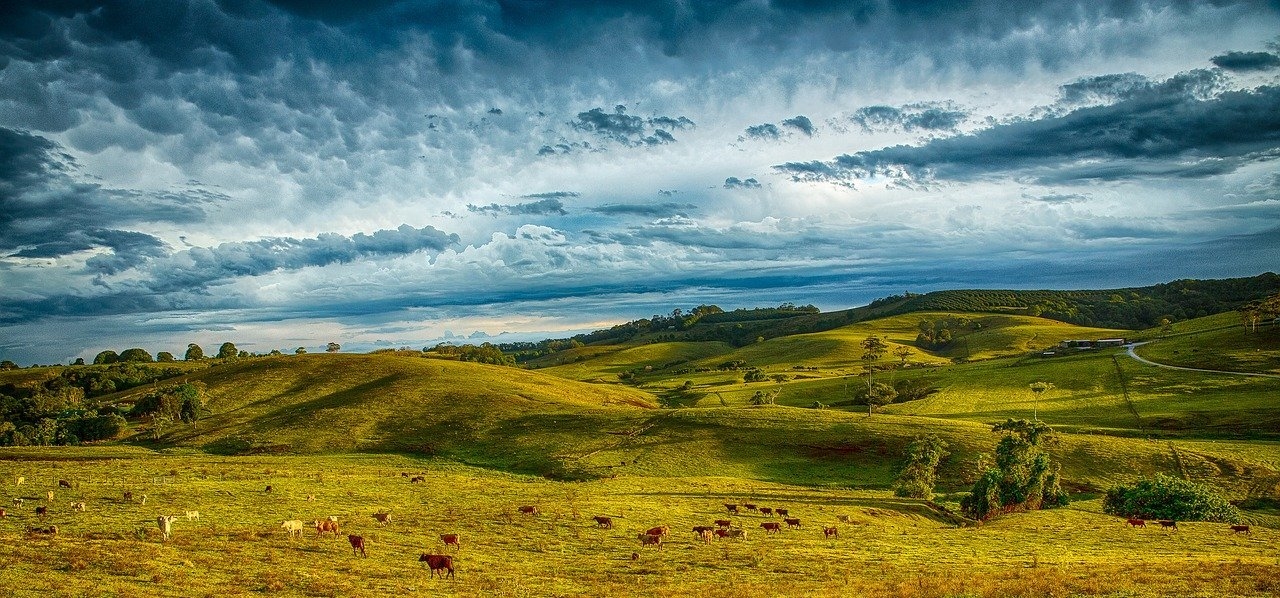 Hills-cattle