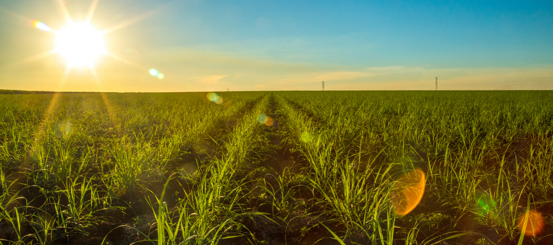 Sugar cane bioenergy